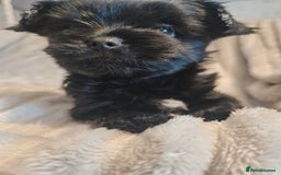 Yorkshire Terrier dogs for sale: SmaltypeYorkshire terrier Chocolate/black IHR.e.V  - Image 19