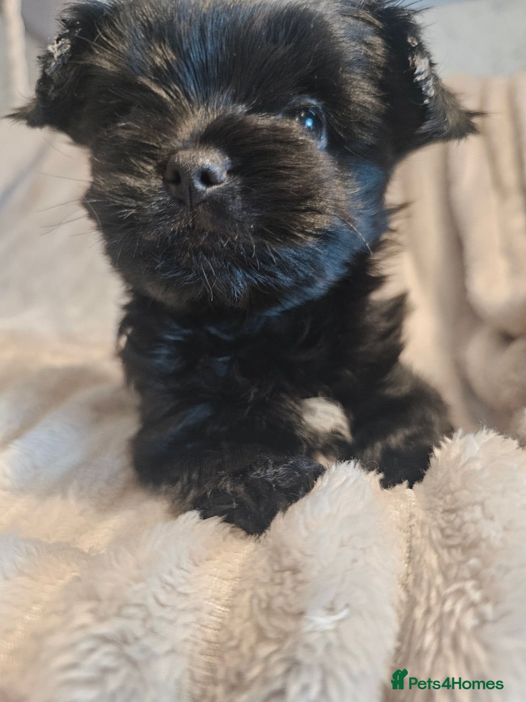 Yorkshire Terrier dogs for sale: SmaltypeYorkshire terrier Chocolate/black IHR.e.V  - Image 19