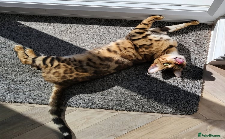 Bengal cats - Advert 2