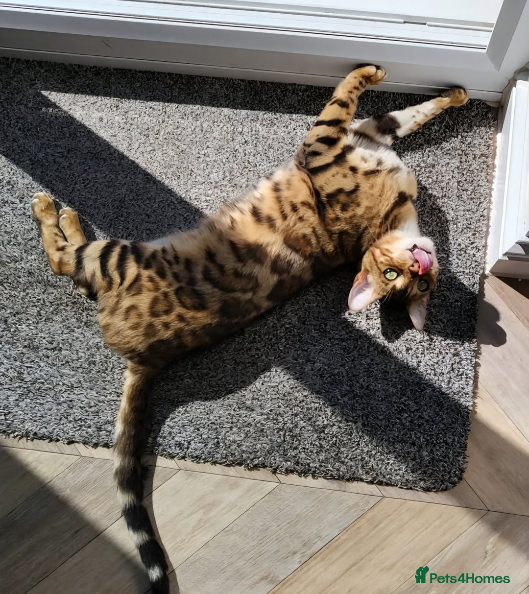 Bengal cats for sale: Samira  - Image 1