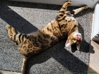 Bengal cats - Advert 7