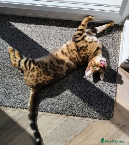 Bengal cats - Advert 4