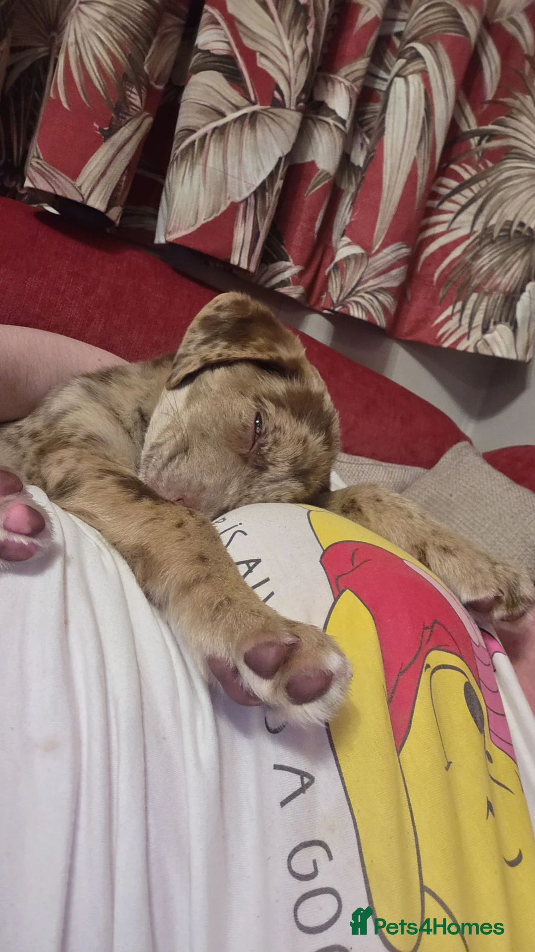 Mixed Breed dogs for sale: Collie cross lab - Advert 2