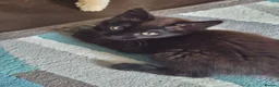 Mixed Breed cats for sale: Kittens for sale - Advert 5