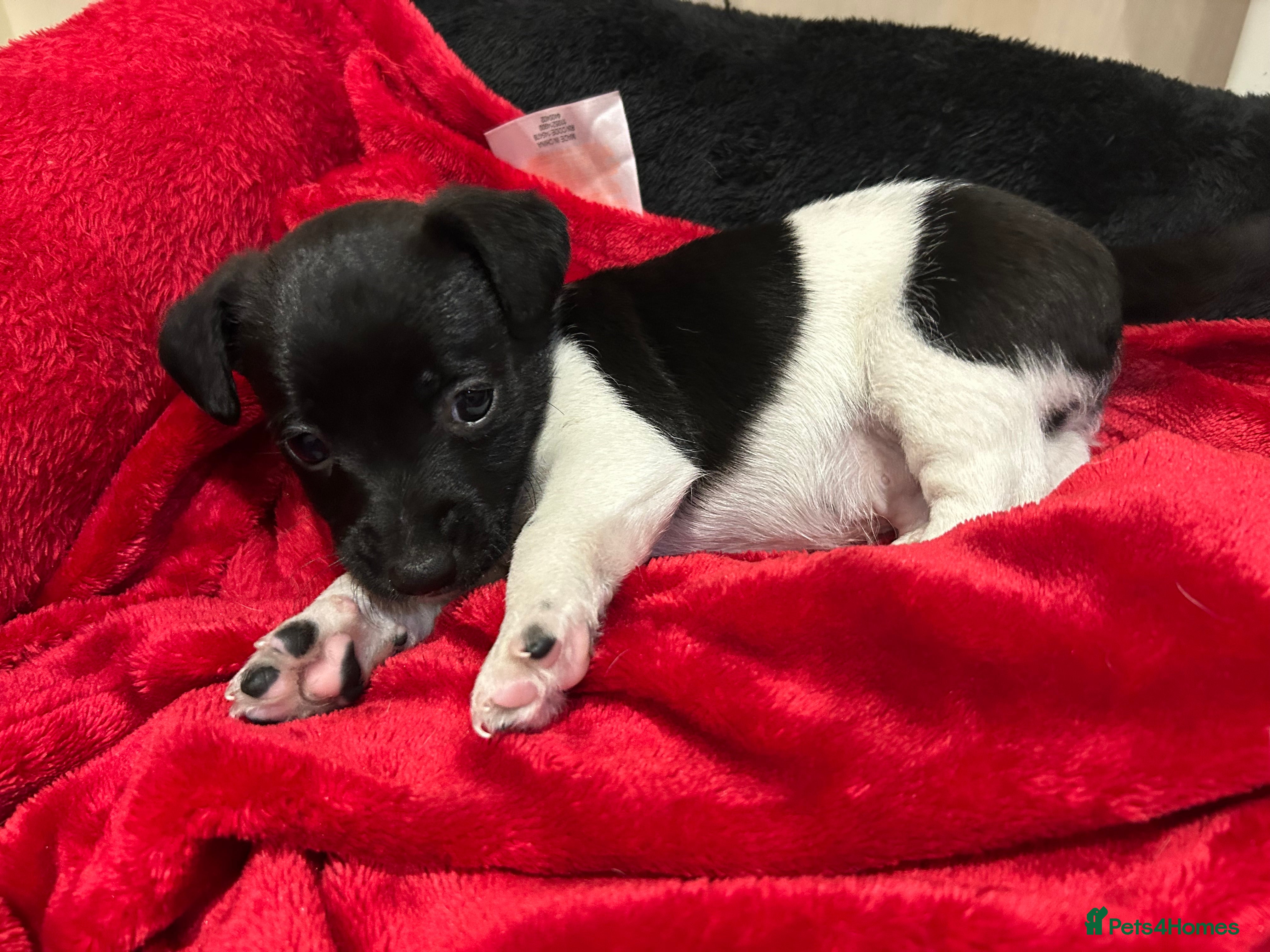 Jack Russell dogs Jack Russell puppies  - Advert 7