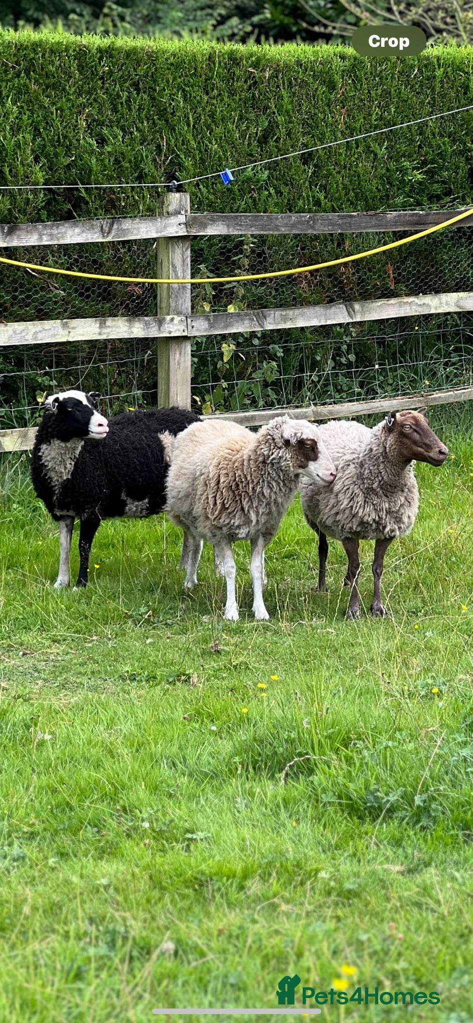 Sheep livestock 3 pedigree Shetland pet ewes for sale - Advert 16