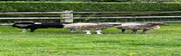 Sheep livestock for sale: 3 pedigree Shetland pet ewes for sale in Thetford - Advert 1