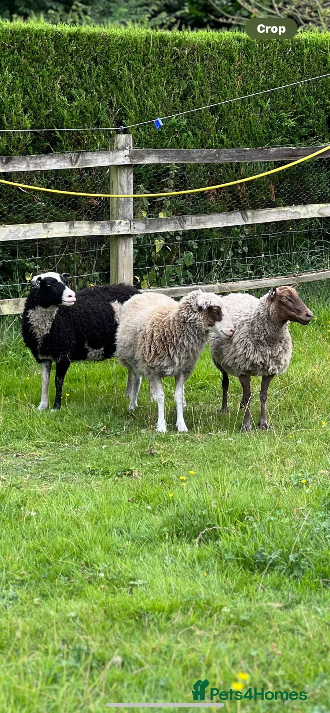 Sheep livestock for sale: 3 pedigree Shetland pet ewes for sale in Thetford - Advert 1
