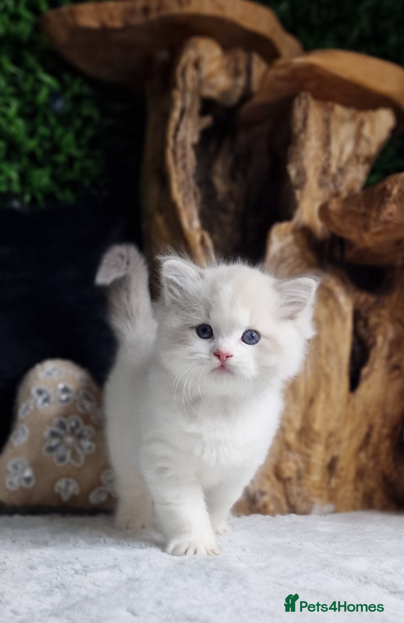 Ragdoll cats 🏆✨️Exclusive kittens from Champion parents🥇🐈 - Advert 1