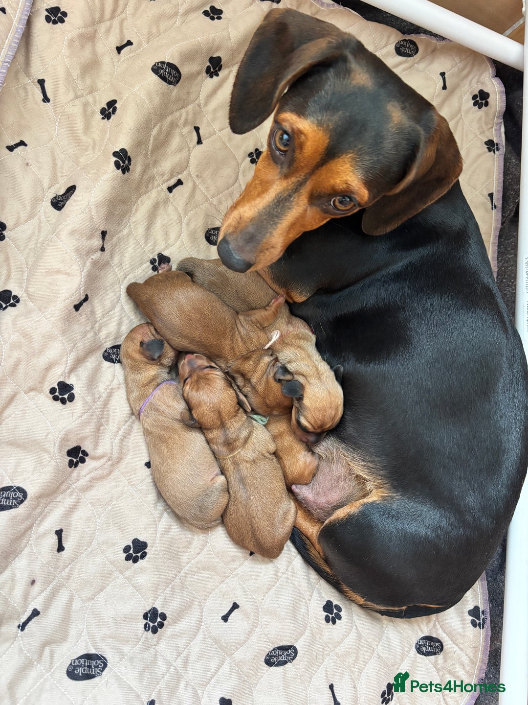 Miniature Dachshund dogs for sale: Beautiful Miniature Dachshund Puppies - Image 26