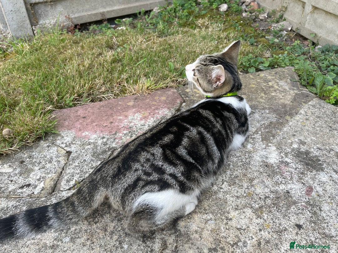 Domestic Shorthair cats for sale: Domestic short hair cat male - Image 3