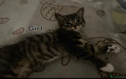 Domestic Shorthair cats for sale: Tabby kittens ready for their new homes  - Image 4