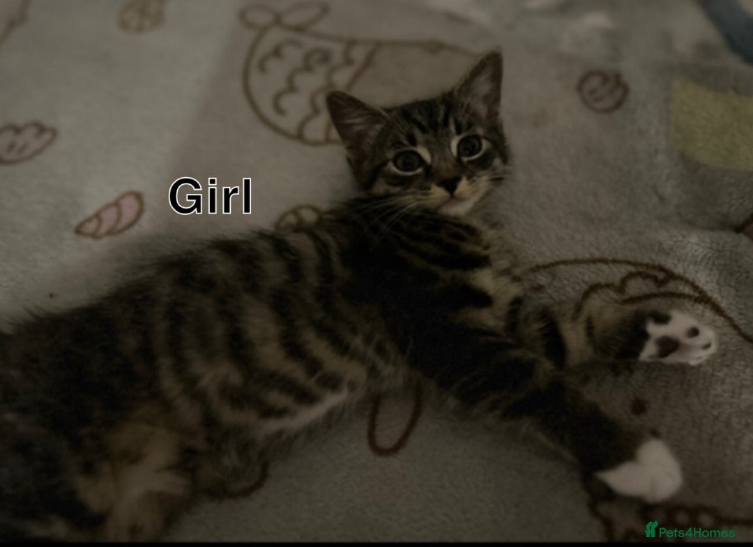 Domestic Shorthair cats for sale: Tabby kittens ready for their new homes  - Image 4