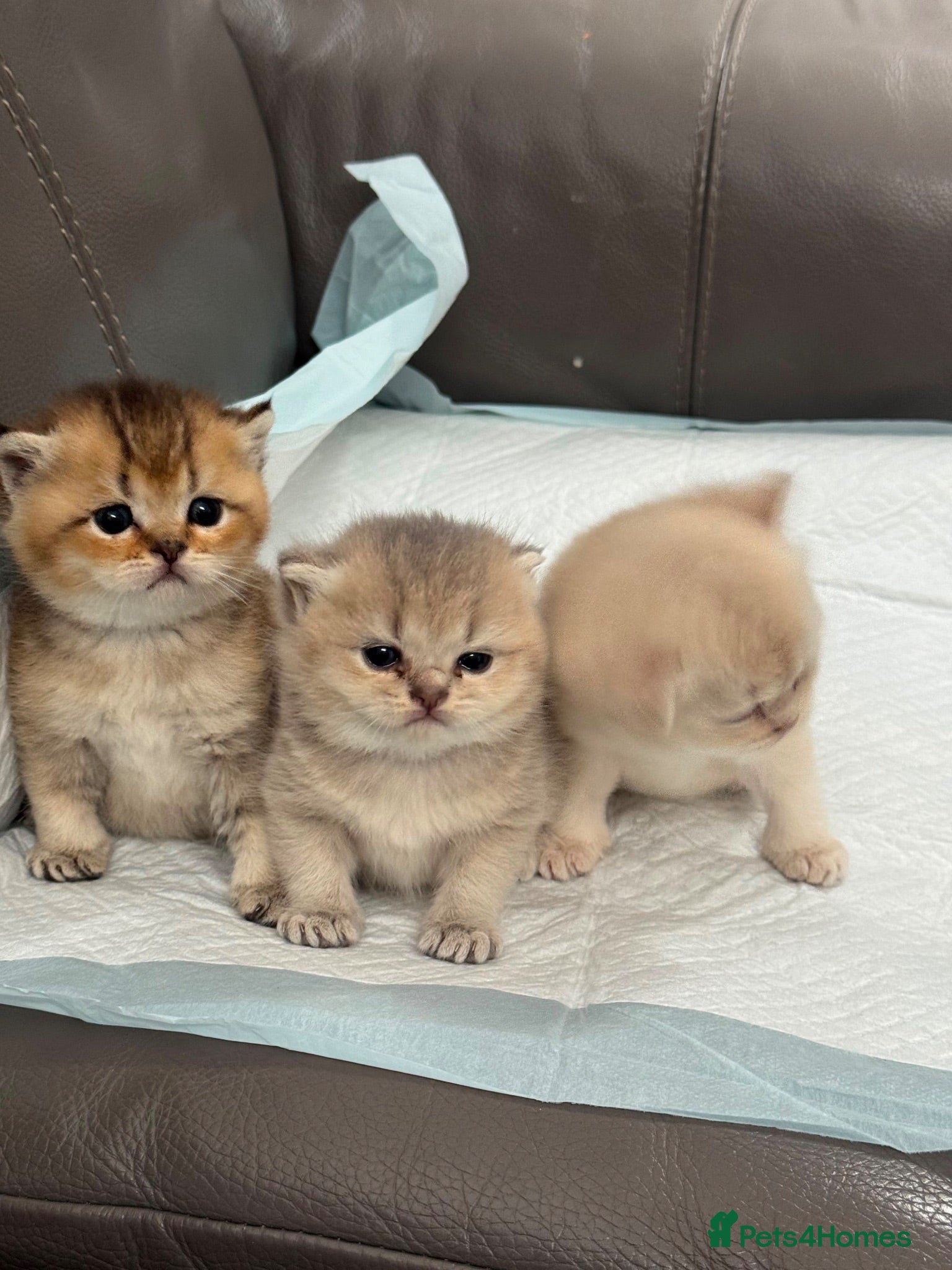 British Shorthair cats British shorthair kittens for sale - Advert 3