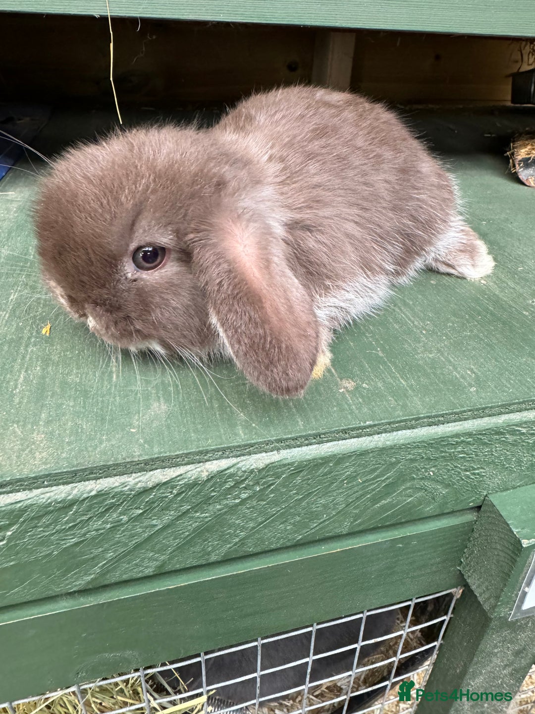 Mini Lop rabbits for sale: MINI LOP BUNNIES - PEDIGREE  - Image 16