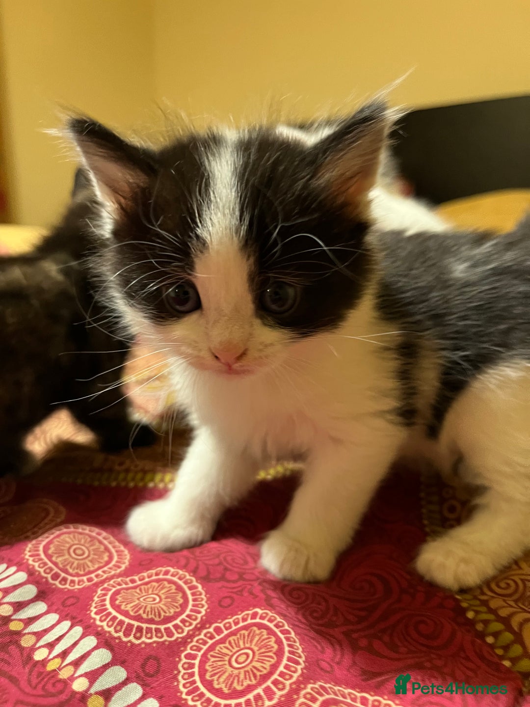 Mixed Breed cats for sale: 5 kittens looking for forever home  - Image 7