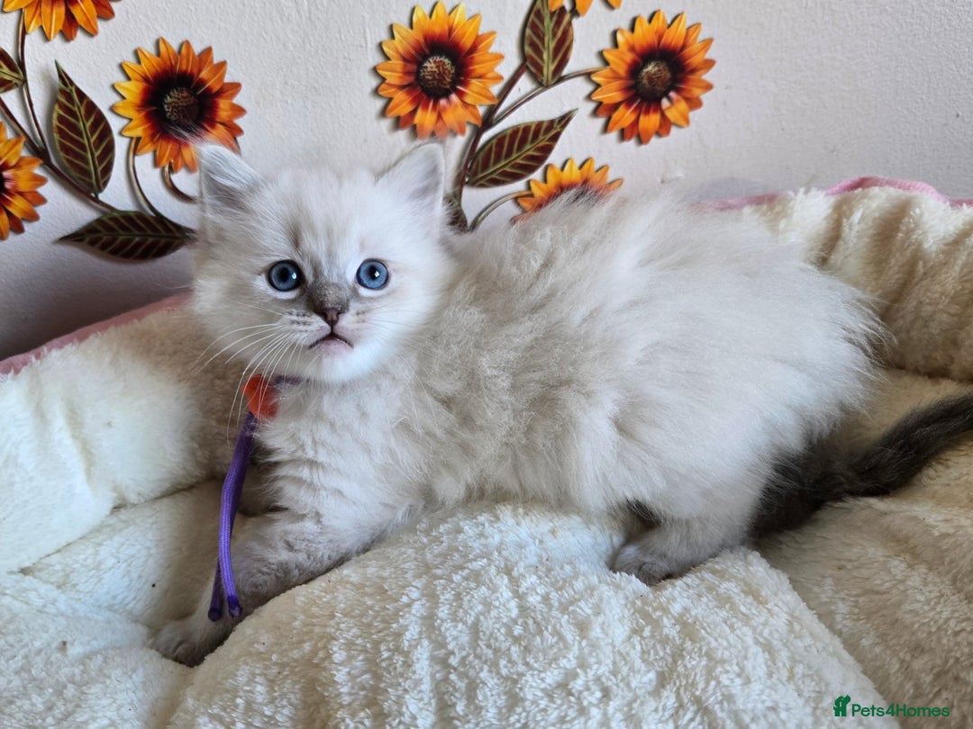 Ragdoll cats for sale: Registered male Ragdoll kittens  - Image 23