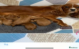 Cavapoo dogs for sale: Cavapoo puppies - Advert 1