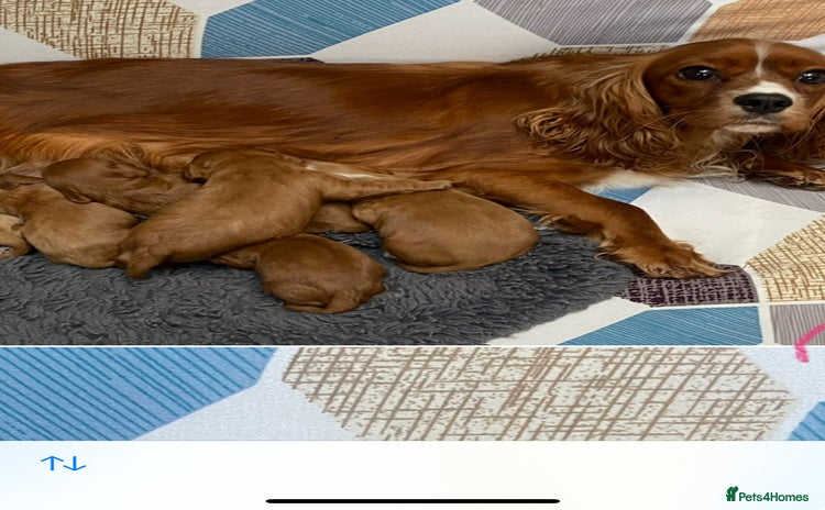 Cavapoo dogs Cavapoo puppies - Advert 1