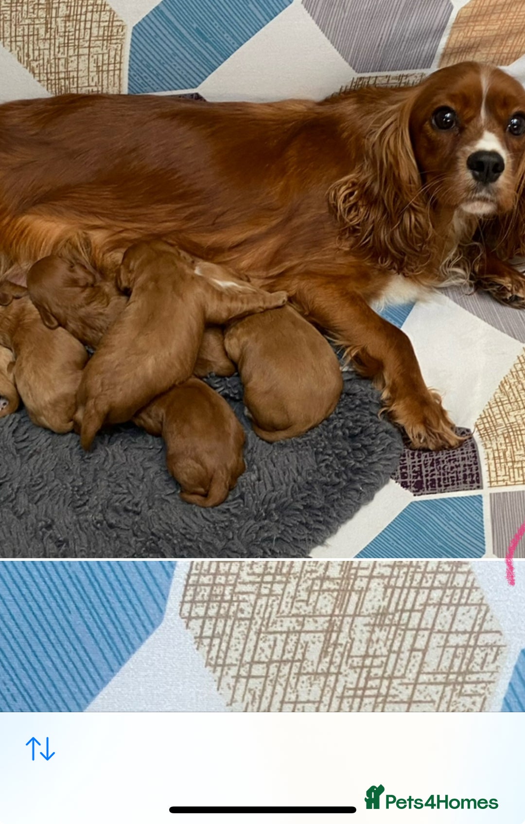 Cavapoo dogs for sale: Cavapoo puppies - Advert 1