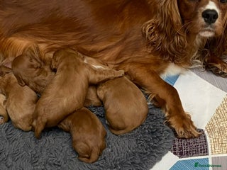 Cavapoo dogs for sale: Cavapoo puppies - Advert 1