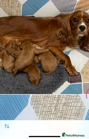 Cavapoo dogs Cavapoo puppies - Advert 1