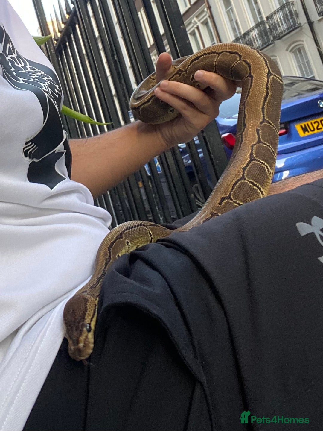 Python Snake reptiles for sale: Pinstripe Royal Python 100% Het Pied w/Full Setup - Advert 5