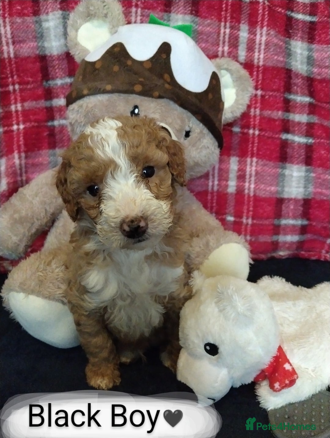 Cockapoo dogs for sale: * 1 Left* Beautiful Unique Cockapoo Puppies - Advert 3