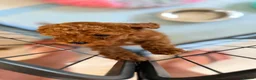 Toy Poodle dogs for sale: Asian Toy Poodle  - Advert 14