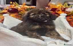 Bernedoodle dogs for sale: 5 tri colour bernedoodle puppies girls only  - Advert 5