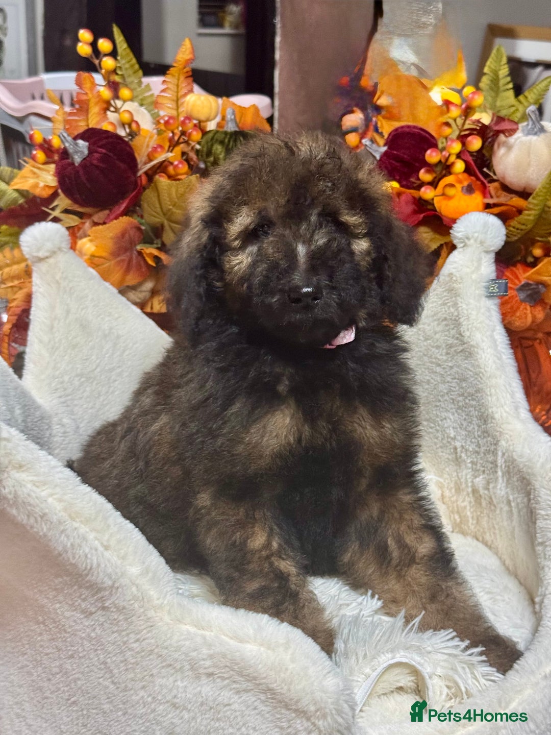 Bernedoodle dogs for sale: 5 tri colour bernedoodle puppies girls only  - Advert 5