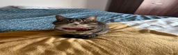 Mixed Breed cats for sale: cute size cat looking for new home - Advert 4