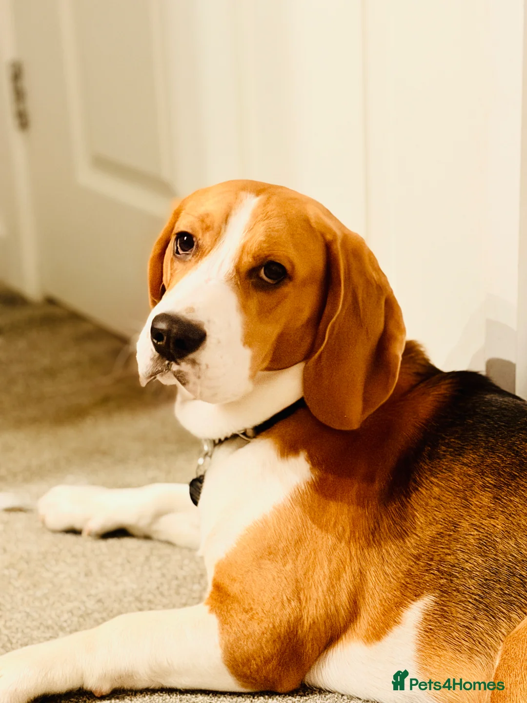 Beagle dogs for sale: Bruno – Naughty, Food-Loving & Trained Dog 🐾 in Leicester - Advert 2