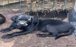 Labrador Retriever dogs for sale: 🐾Ready Now🐾Black Male FTCH Pedigree Forward Pups - Image 33