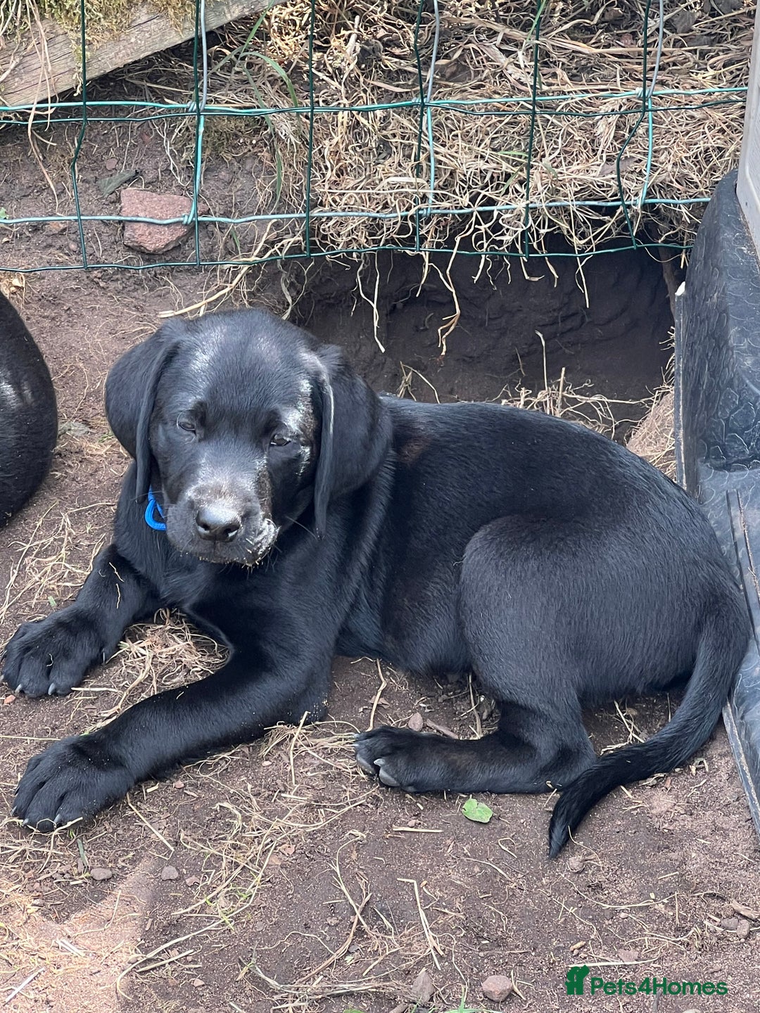 Labrador Retriever dogs for sale: 🐾Ready Now🐾Black Male FTCH Pedigree Forward Pups - Image 33