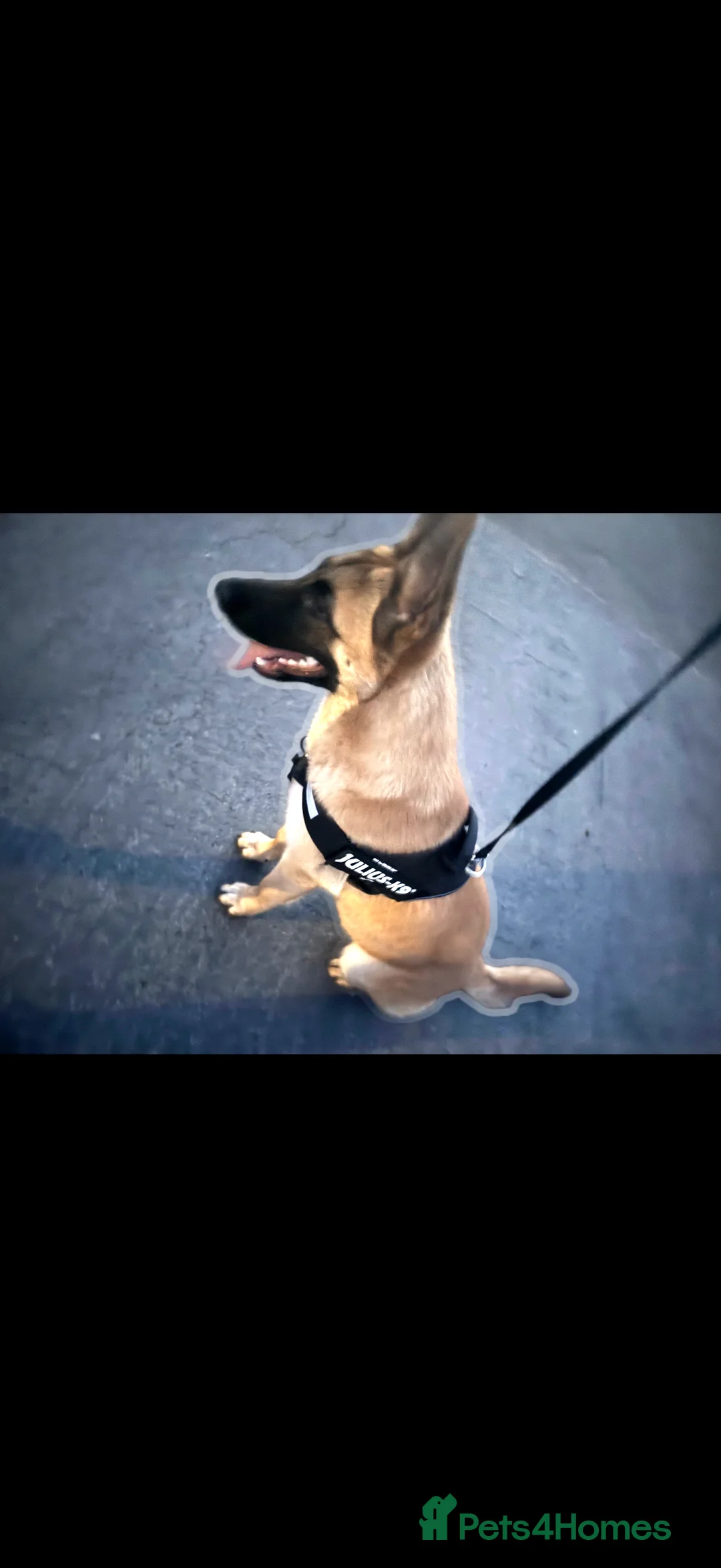 Mixed Breed dogs for sale: 1 year old male Dutch herder X German Shepherd - Advert 3