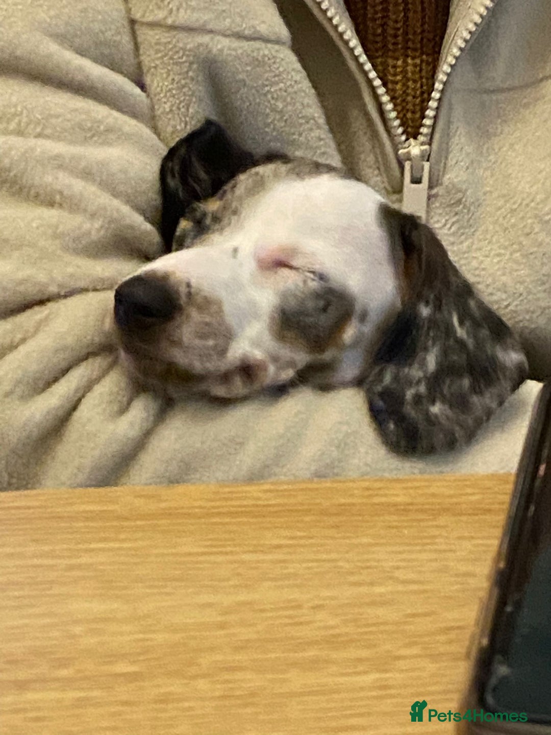 Miniature Dachshund dogs for sale: Stunning Pie-bald White Dapple Dachshund Girl Pup  - Advert 4