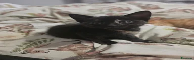 Dark tortishell 