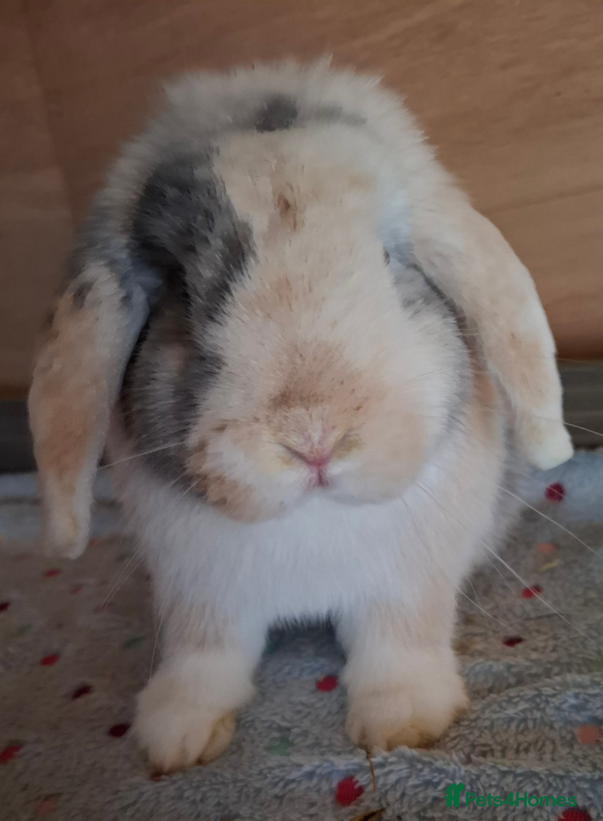 Mini Lop rabbits 2 x mini lop bucks - Advert 23