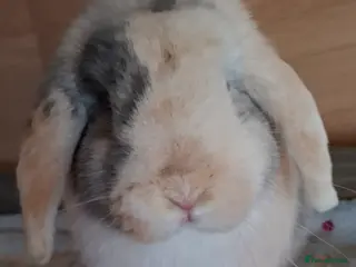 Mini Lop rabbits 2 x mini lop bucks - Advert 23