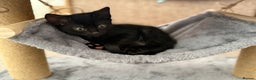 Mixed Breed cats for sale: Kitten  - Advert 2