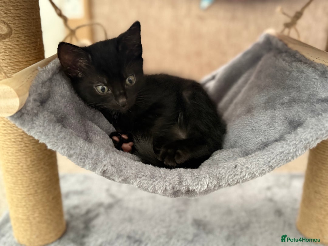 Mixed Breed cats for sale: Kitten  - Advert 2