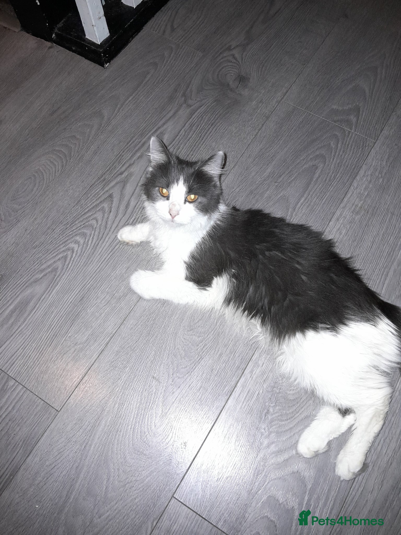 Mixed Breed cats Beautiful kittens - Advert 2