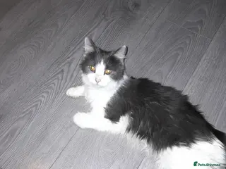 Mixed Breed cats Beautiful kittens - Advert 2