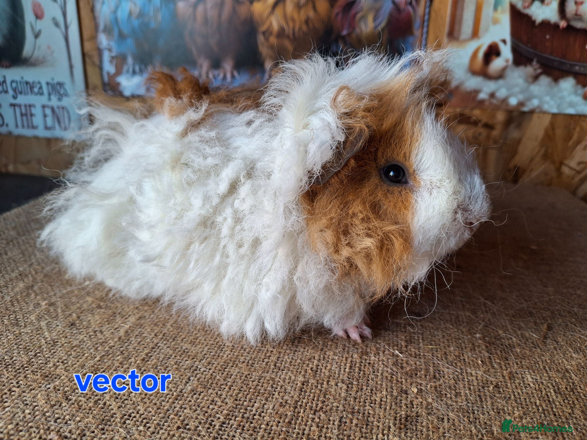 Guinea Pig rodents Lunkarya  - Advert 22