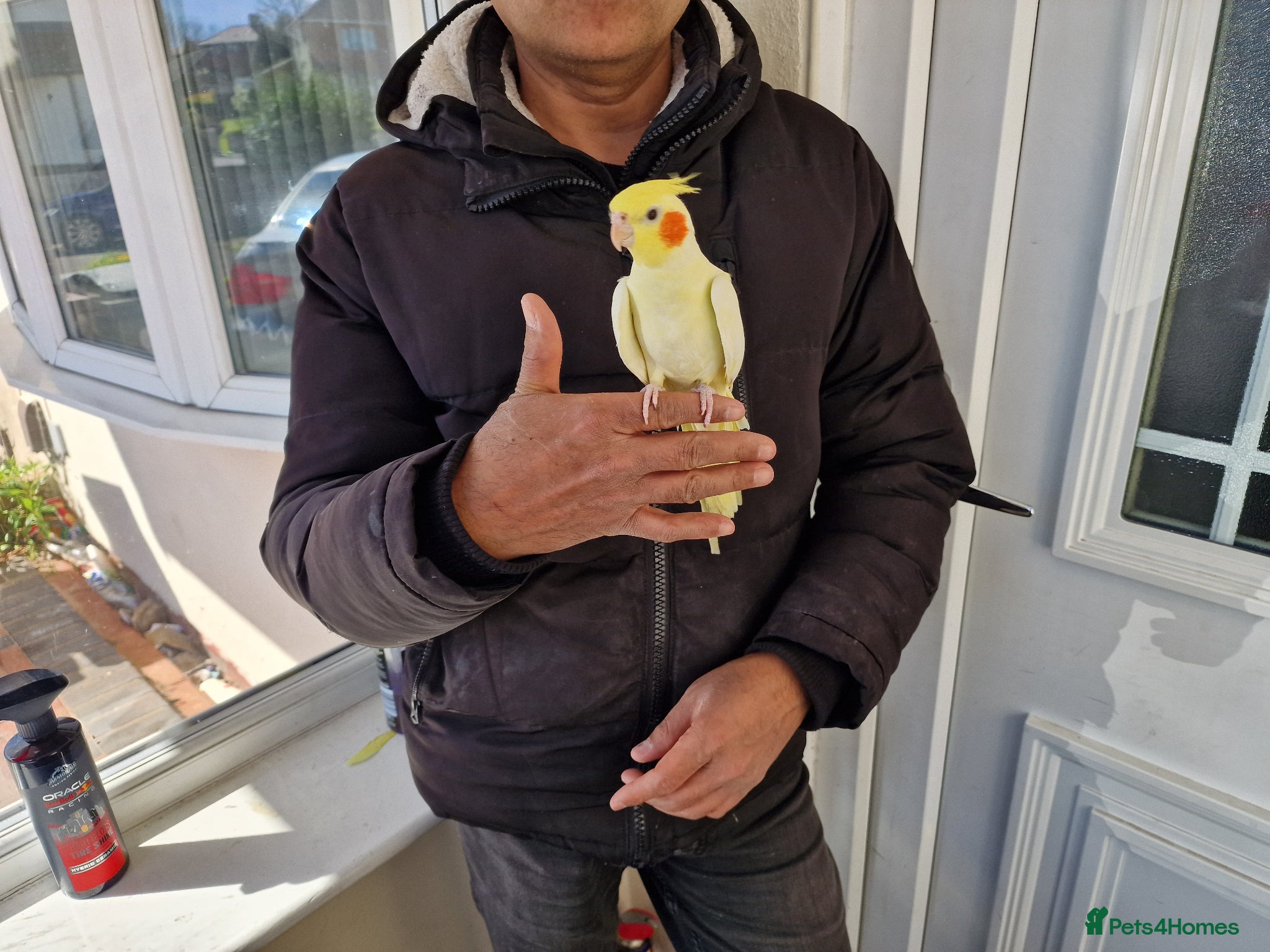 Cockatiels birds Super hand tamed cockatiel for sale  - Advert 14