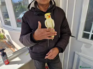 Cockatiels birds Super hand tamed cockatiel for sale - Advert 14