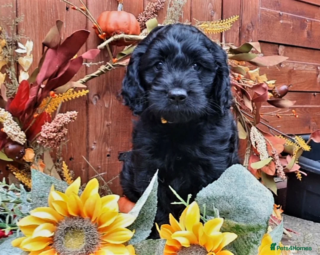Poodle dogs for stud:  CHOCOLATE MERLE PHANTOM CARRYING PARTI in Todmorden - Advert 12
