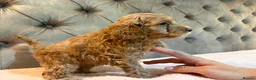 Cockapoo dogs for sale: Adorable Toy Cockapoos (F1b) - Advert 10