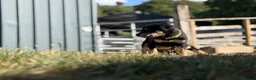 Australian Kelpie dogs for sale: Pure Bred Kelpie pups - Advert 31